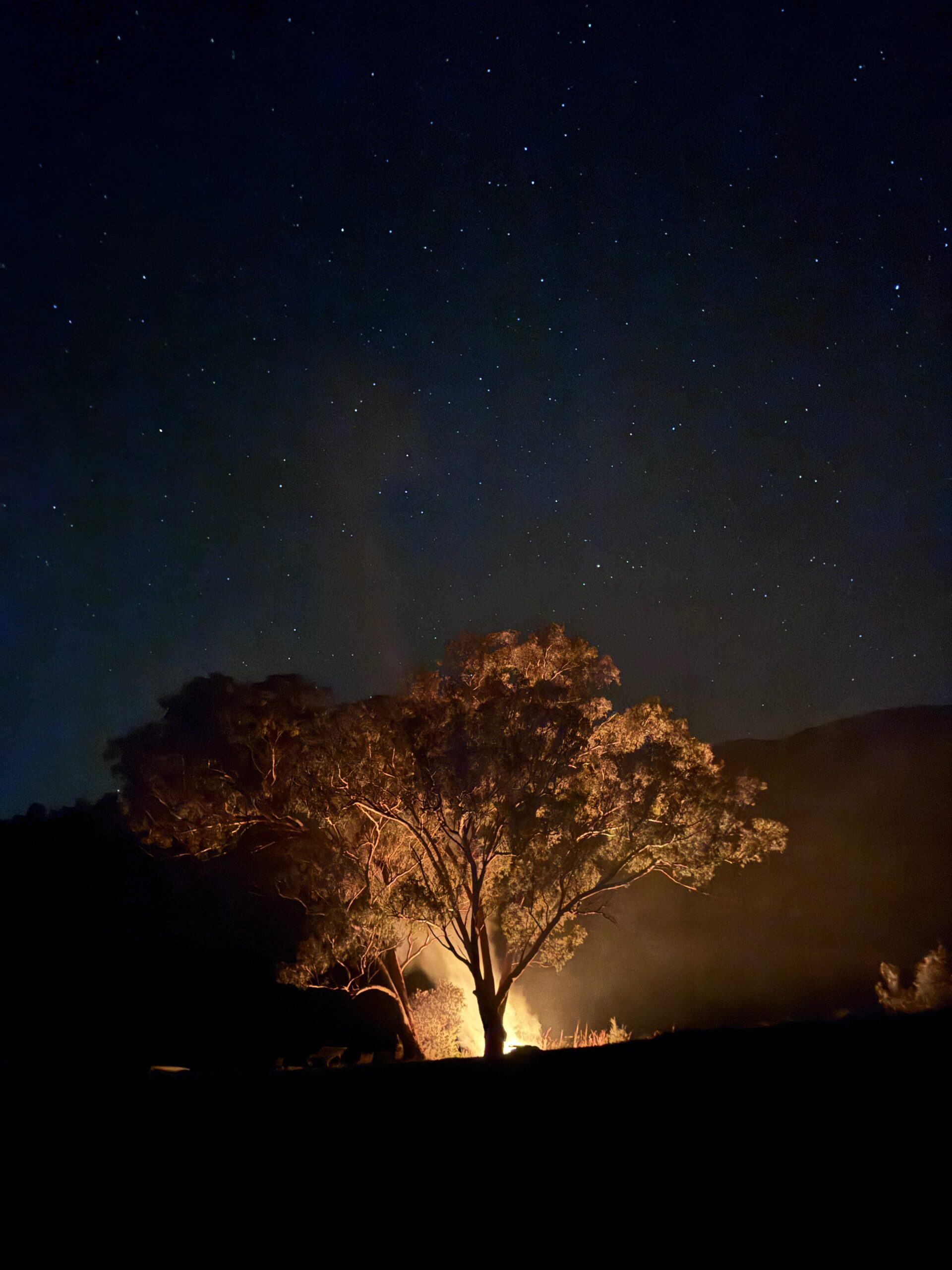 Night burn on Wiradjuri country. Blackberries on fire. Stars out.